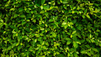 Fototapeta na wymiar Green leaf abstract background