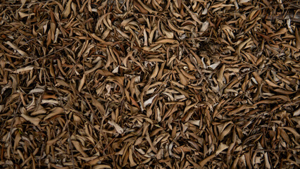 Brown leaf on the ground abstract background