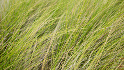 Green leaf abstract background