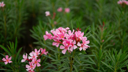 Oleander flowers in the park