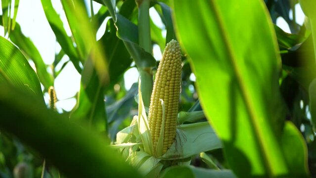 A selective focus picture of corn cob in organic corn field. Growing corn against the sun. Soft focus. High quality