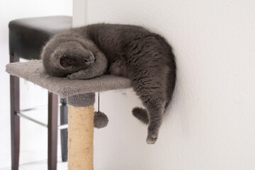 cute grey british short hair cat portrait sleeping