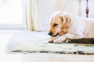 Portrait d'un chien de race golden retriever en train de ronger son os