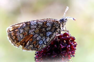 Macro photography of a butterfly wet by the morning dew. - 636951617