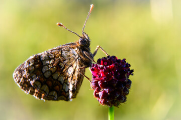 Macro photography of a butterfly wet by the morning dew. - 636951657