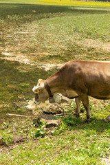 Naklejka na ściany i meble Appenzell, Switzerland, June 13, 2021 Cow at the coast of the Seealpsee