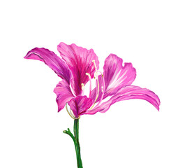 Isolated realistic digital painting of blooming Orchid Tree flower 