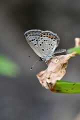 草原や川原で見られる絶滅の恐れのある珍しいチョウ、クロツバメシジミ