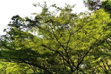 紅葉の木漏れ日