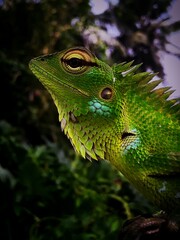 Captivating Green Lizard