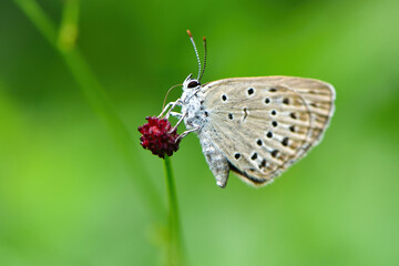 Fototapeta na wymiar 真夏の高原で見られる小さな青いチョウ、ゴマシジミ