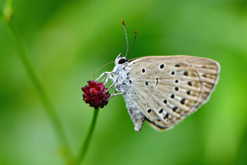 Obraz premium 真夏の高原で見られる小さな青いチョウ、ゴマシジミ