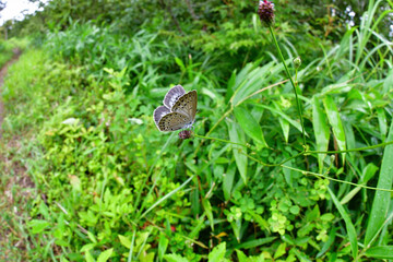 真夏の高原で見られる小さな青いチョウ、ゴマシジミ