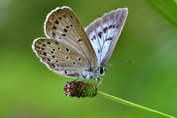 真夏の高原で見られる小さな青いチョウ、ゴマシジミ