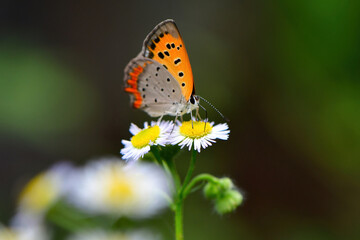 Fototapeta na wymiar 初夏から真夏に出会えるオレンジ色の小さなかわいいチョウ、ベニシジミ