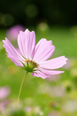 Obraz premium 秋にゆれるコスモス