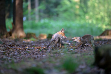 Red fox cubs run through the forest.