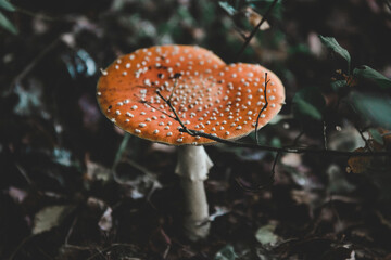 fly agaric mushroom