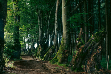 Allée des hêtres tortueux (Allier)