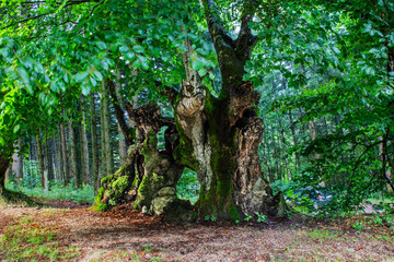 Allée des hêtres tortueux (Allier).