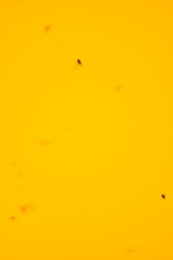 Close up of insects on a yellow insect trap. Sticky paper trap for house insects such as flies, mosquitos and small fruit flies. 