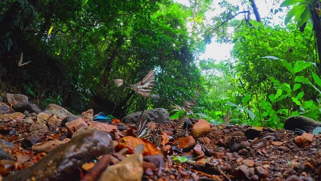 Colorful butterfly on the ground and flying in nature forest.