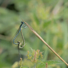 Accouplement de libellules