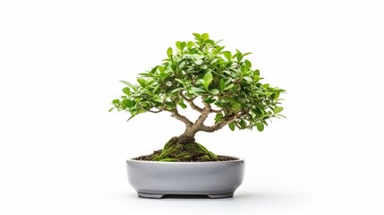 Small bonsai tree isolated on white background.Created using Generative AI technology.