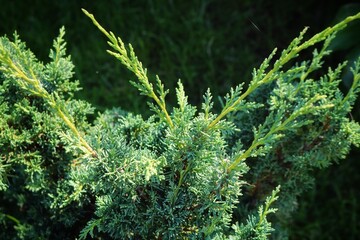 
Branches of juniper chinensis Blaauw