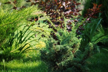 
Juniper chinensis Blaauw in the garden