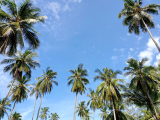 Fototapeta na wymiar The perspective of Coconut palm plantation near the beach on the blue sky background.