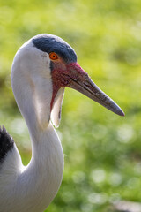Wattled Crane - Grus carunculata, portrait of large beautiful colored crane from African wetlands and grasslands, South Africa.