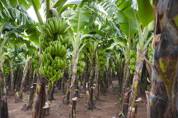 Banana tree Bunch of bananas in fields © Chetan Mahajan