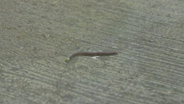 A macro shot of a tiny Julidae, or millipede, crawling slowly on the floor