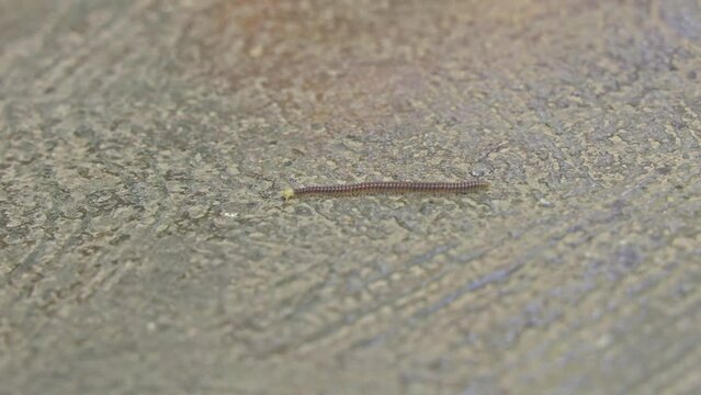 A macro shot of a tiny Julidae, or millipede, crawling slowly on the floor