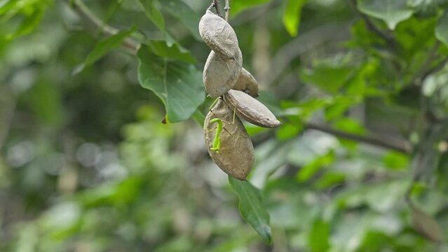 A macro shot of a tiny green praying mantis sitting on pongame oil tree fruits