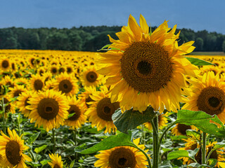 Solitäre Sonnenblume im Sonnenblumenfeld - obrazy, fototapety, plakaty