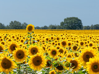 Solitäre Sonnenblume im Sonnenblumenfeld