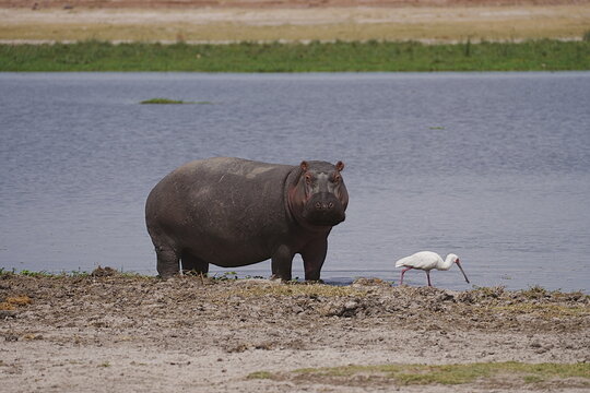 Hippopotamus and african spoonbill at lake on savanna in Amboseli National Park in Kenya