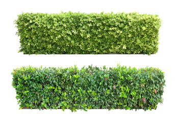 Ixora Ornamental plants and Green leafed bushes. (shrub) Square shape. For making fences and...