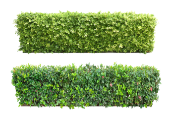 Ixora Ornamental plants and Green leafed bushes. (shrub) Square shape. For making fences and decorating the garden for beauty. Collection of 2 trees. (png)