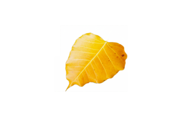 yellow leaf on transparent background, leaf png