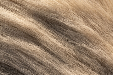 Beige hair texture from dog's fur