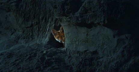 Cute fox Vulpes vulpes cub peeks out of the burrow at night and prepares for a night hunt.