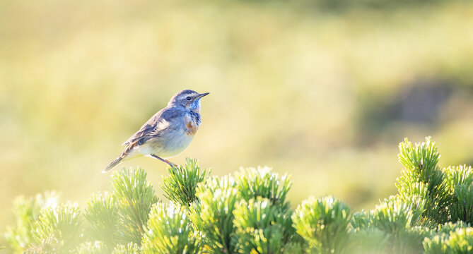 Luscinia svecica svecica he sits on his knees under Snezka in the Giant Mountains and looks out for his partner.