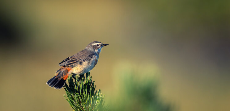 Luscinia svecica svecica he sits on his knees under Snezka in the Giant Mountains and looks out for his partner.