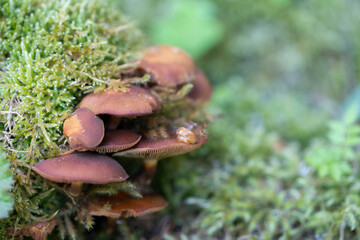 Champignon