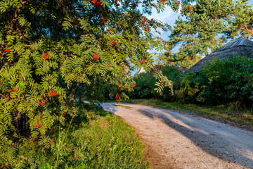 Country road in autumn with trees of rowan berry or mountain ash
