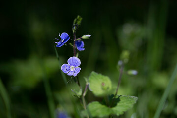  Veronique petit-chene