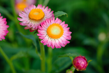 Obraz premium Pink strawflower in outdoor garden. with beauty of nature